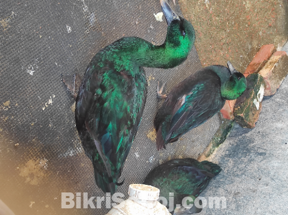 Cayuga Duck - সৌখিন হাস